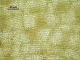 Dictyota spiralis5